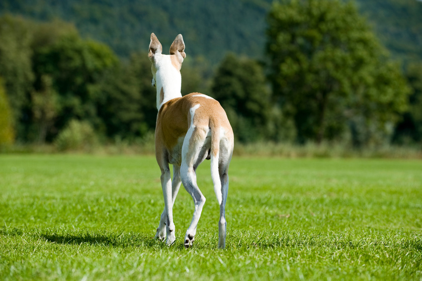 Whippet von hinten in einer Wiese